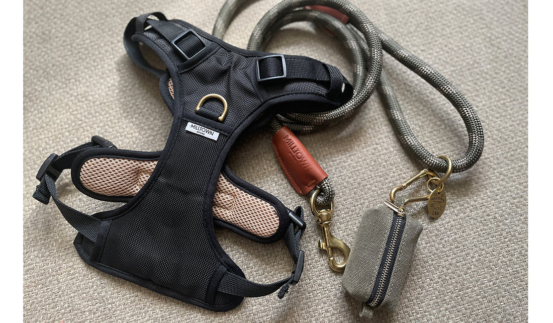 Must-Have Dog Accessories for New Pet Owners