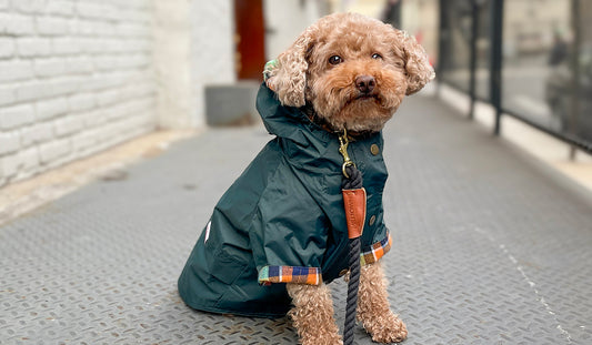 Dressing Your Dog for the Seasons: A Guide to Sustainable Apparel