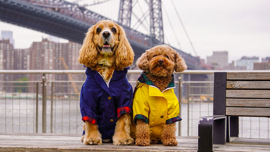 dog rain jacket