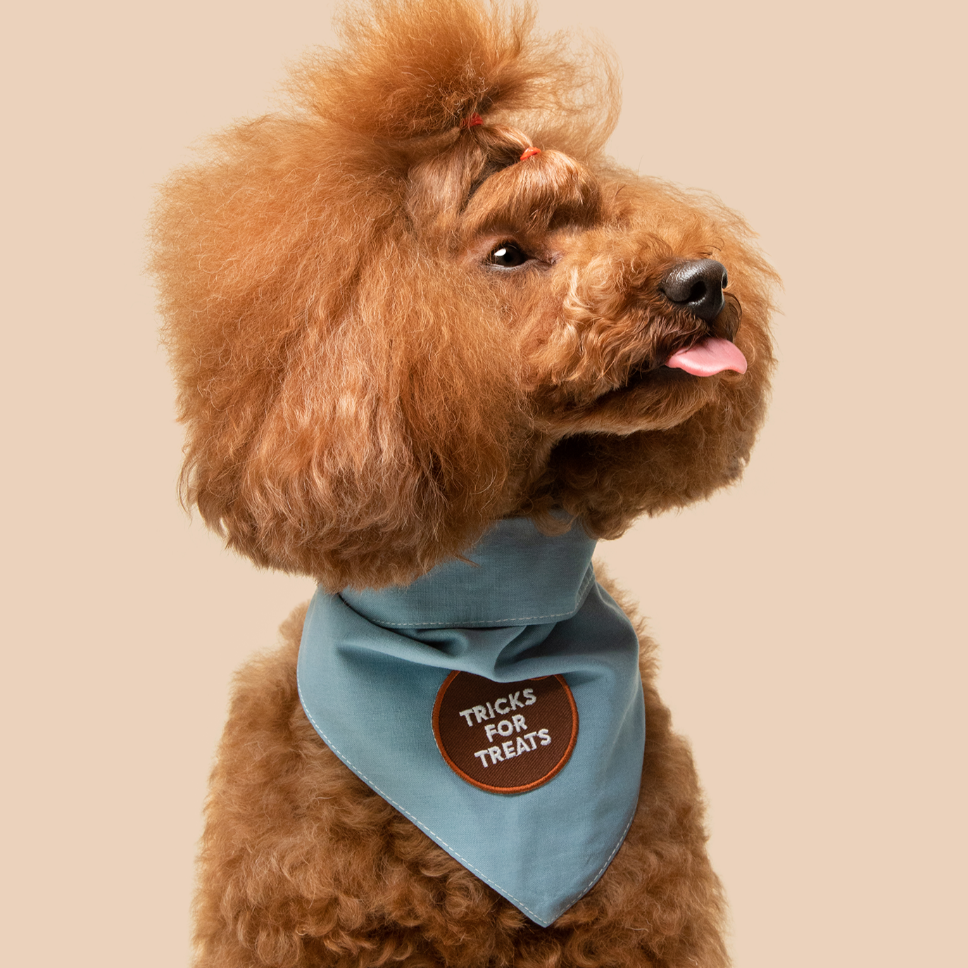 Scout's Honor - Tricks for Treats iron-on patch for dogs