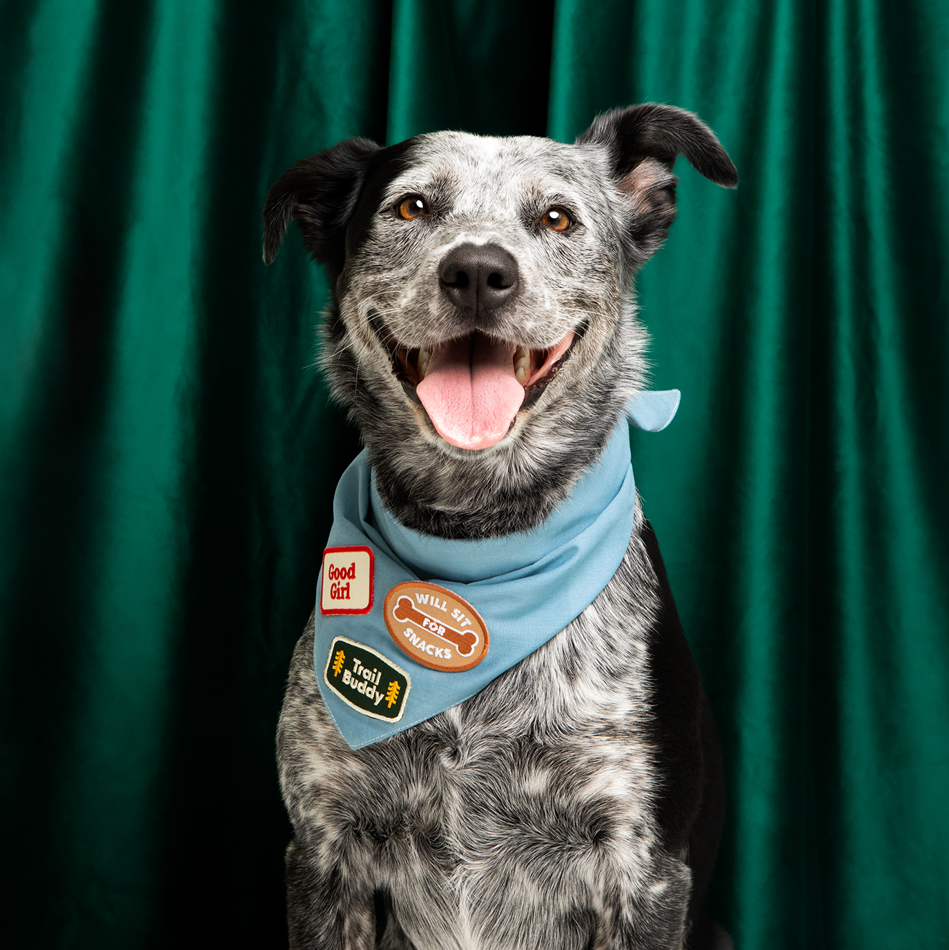 Scout's Honour - Good Girl iron-on patch for dogs