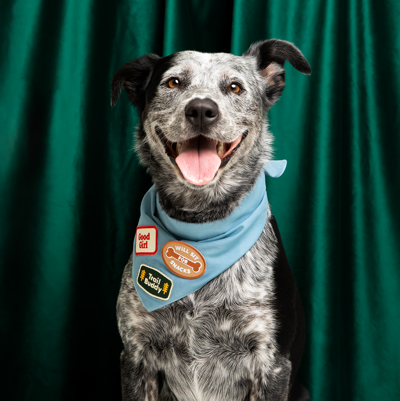Scout's Honour - Trail Buddy iron-on patch for dogs