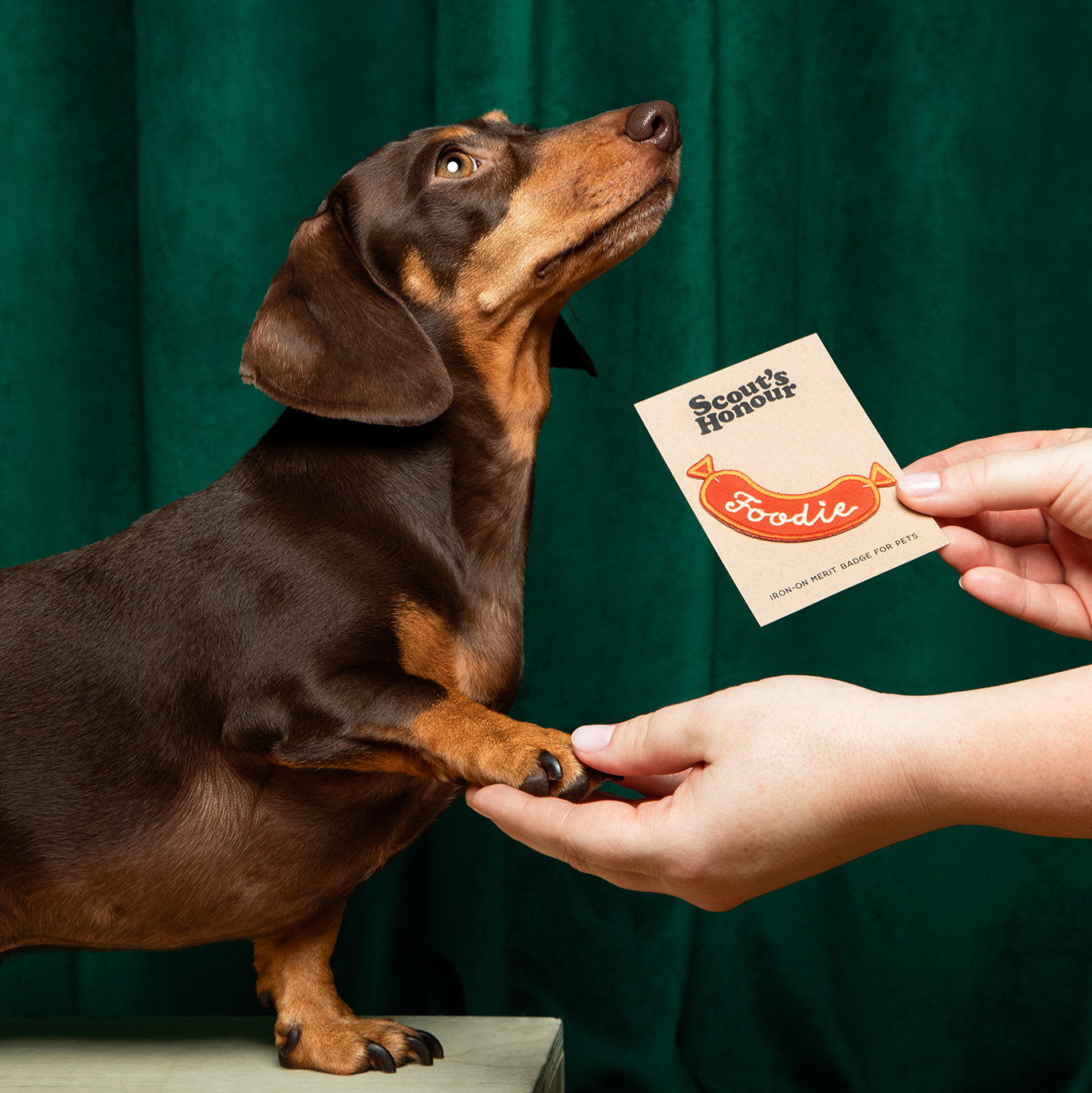 Scout's Honour - Foodie iron-on patch for dogs