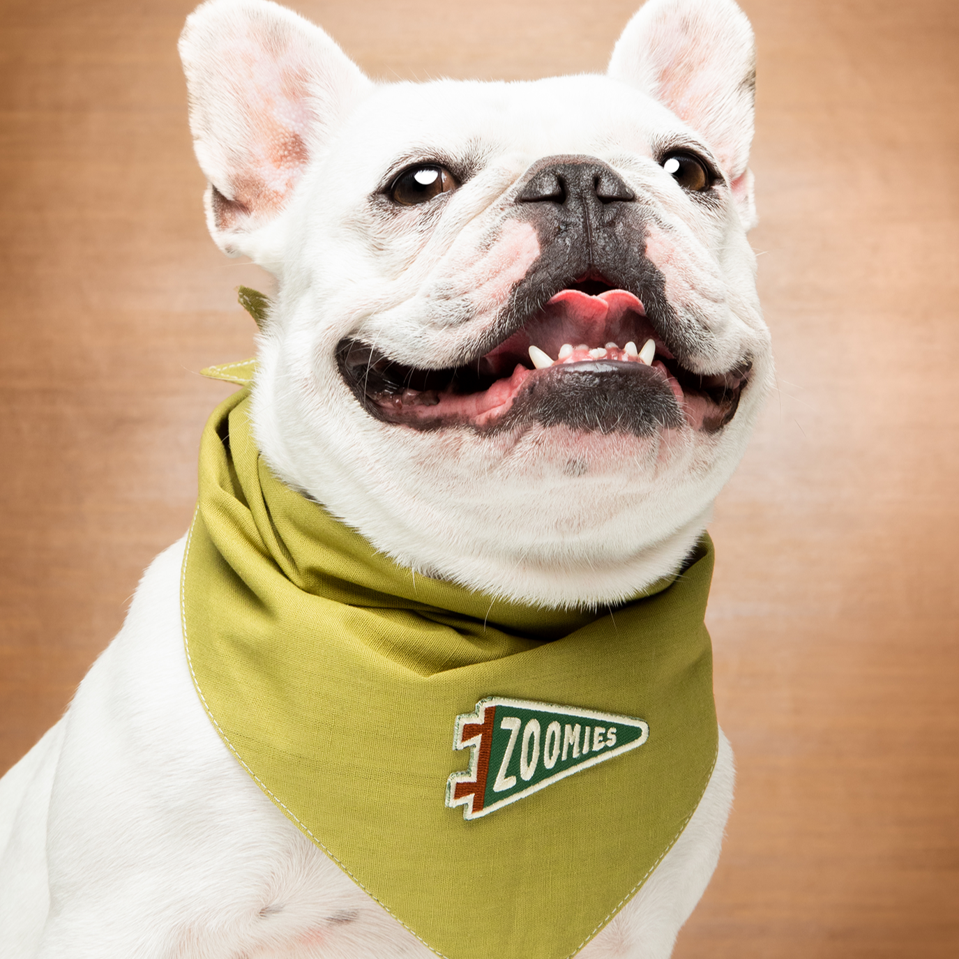 Scout's Honour - Zoomies iron-on patch for dogs