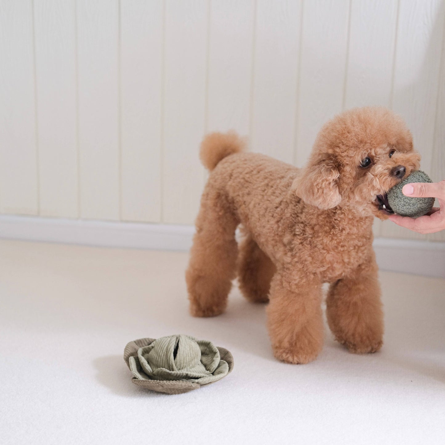 Lambwolf Collective: CABBAGE POP//ENRICHMENT DOG TOY: Green / Medium
