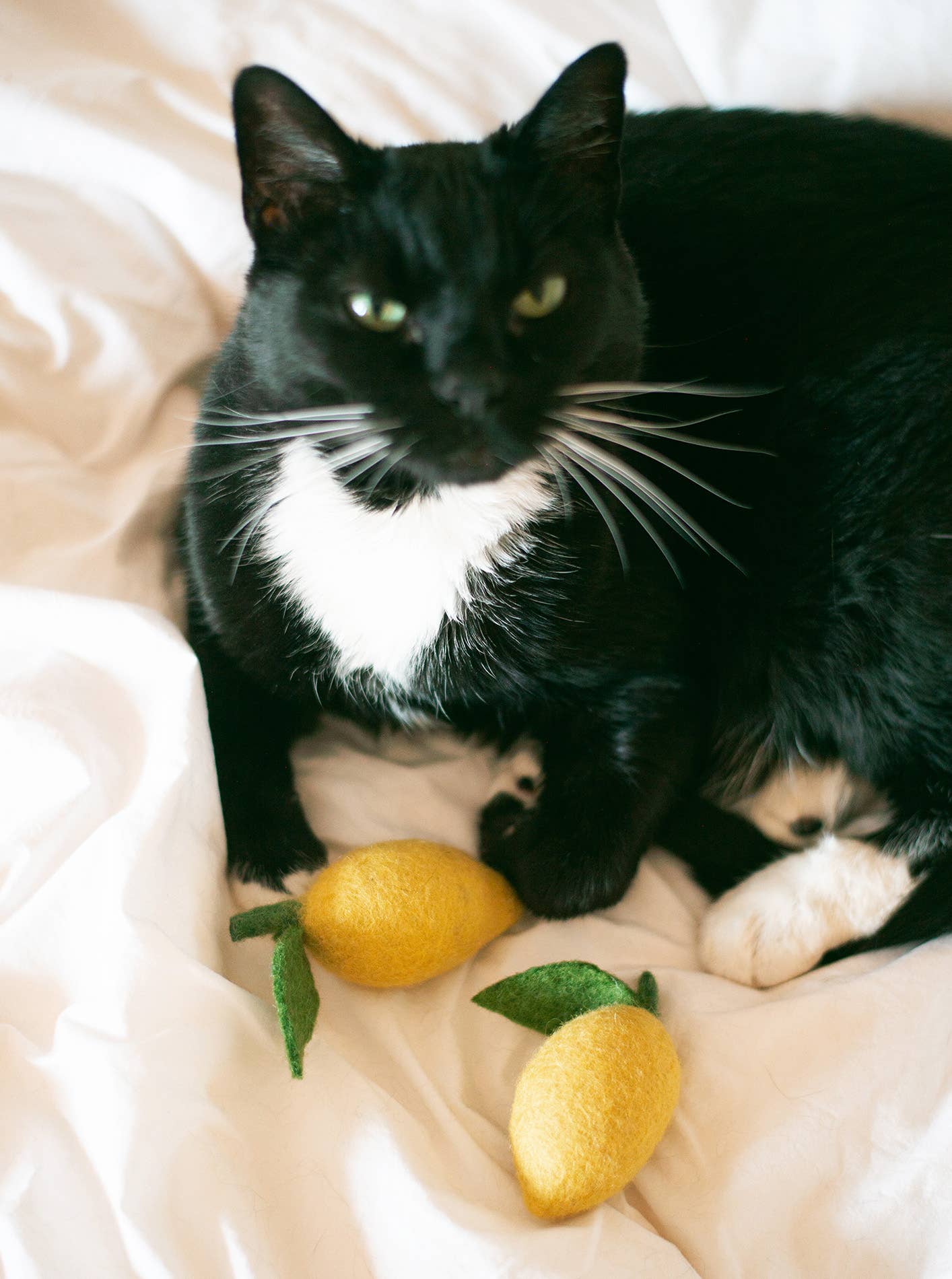 Modernbeast - LEMON Wool Dog & Cat Toy: Large