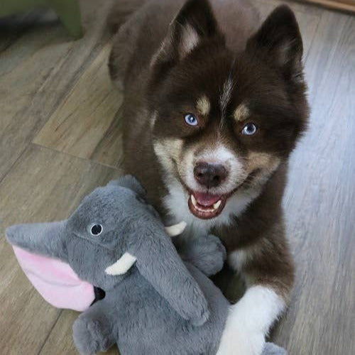Dog Star - Savanah the Elephant Plush Dog Toy