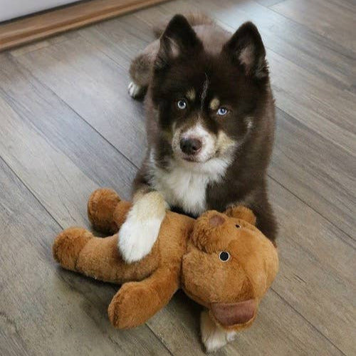 Dog Star - Roosevelt the Bear Plush Dog Toy