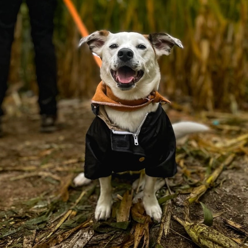 Dog Rain Jacket - Black