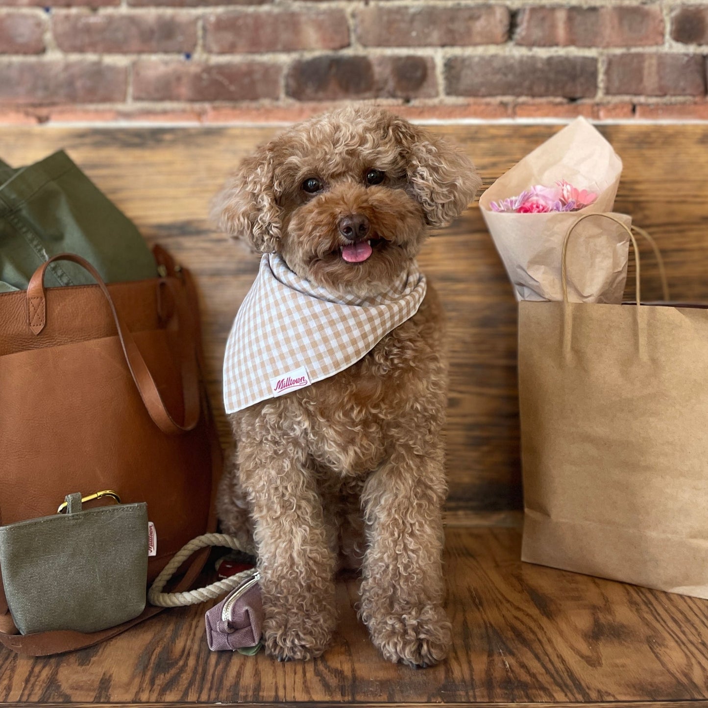 Square Dog Bandana - Beach Sand Gingham