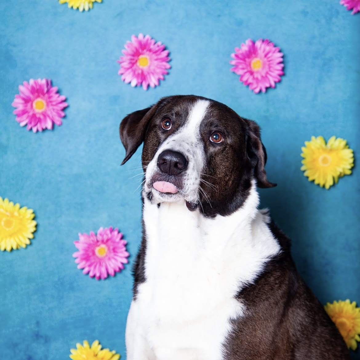 Halloween Pawtrait Pop Up – Dog Photoshoot Session | Brooklyn NYC