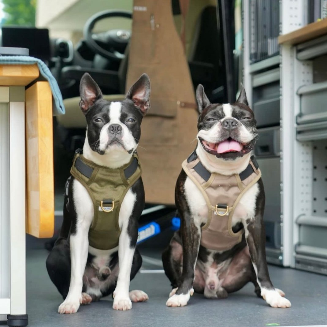Adjustable Dog Harness - Beige