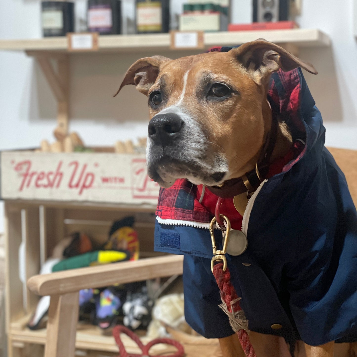Dog Rain Jacket - Navy Blue