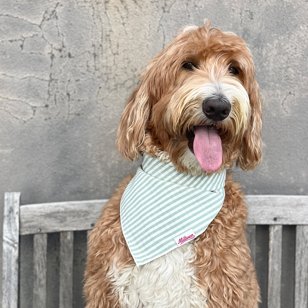 Square Dog Bandana - Surf Green Stripe