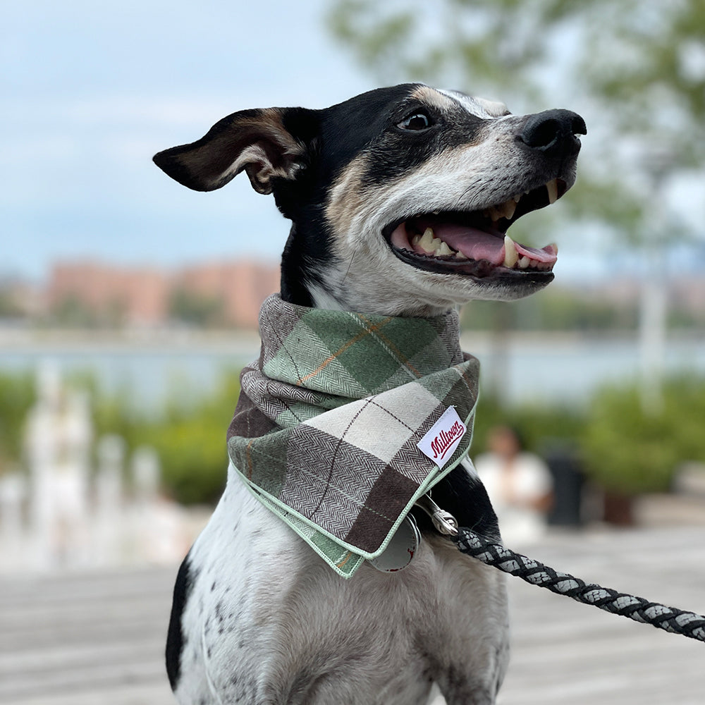 Square Dog Bandana - Hiking in the Woods Plaid