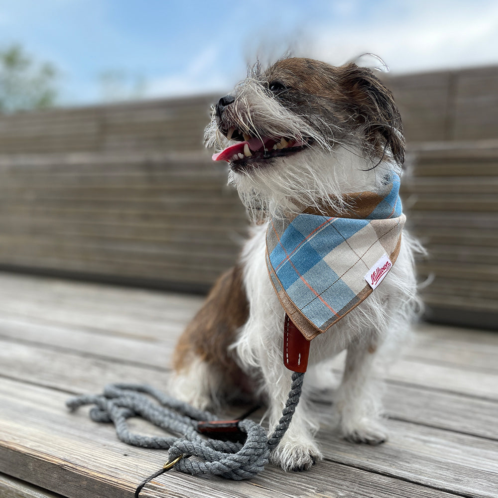 Square Dog Bandana - Hiking by the Lake Plaid