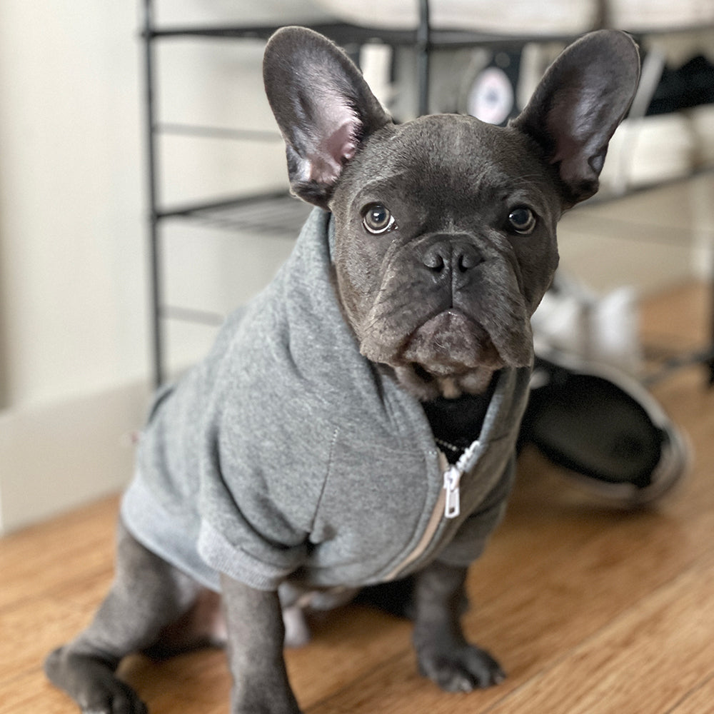 Zip Up Dog Hoodie - Charcoal Grey