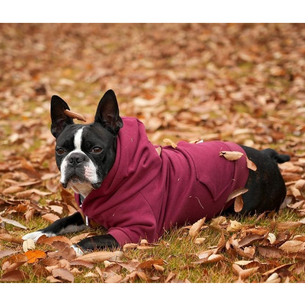 Zip Up Dog Hoodie  - Burgundy