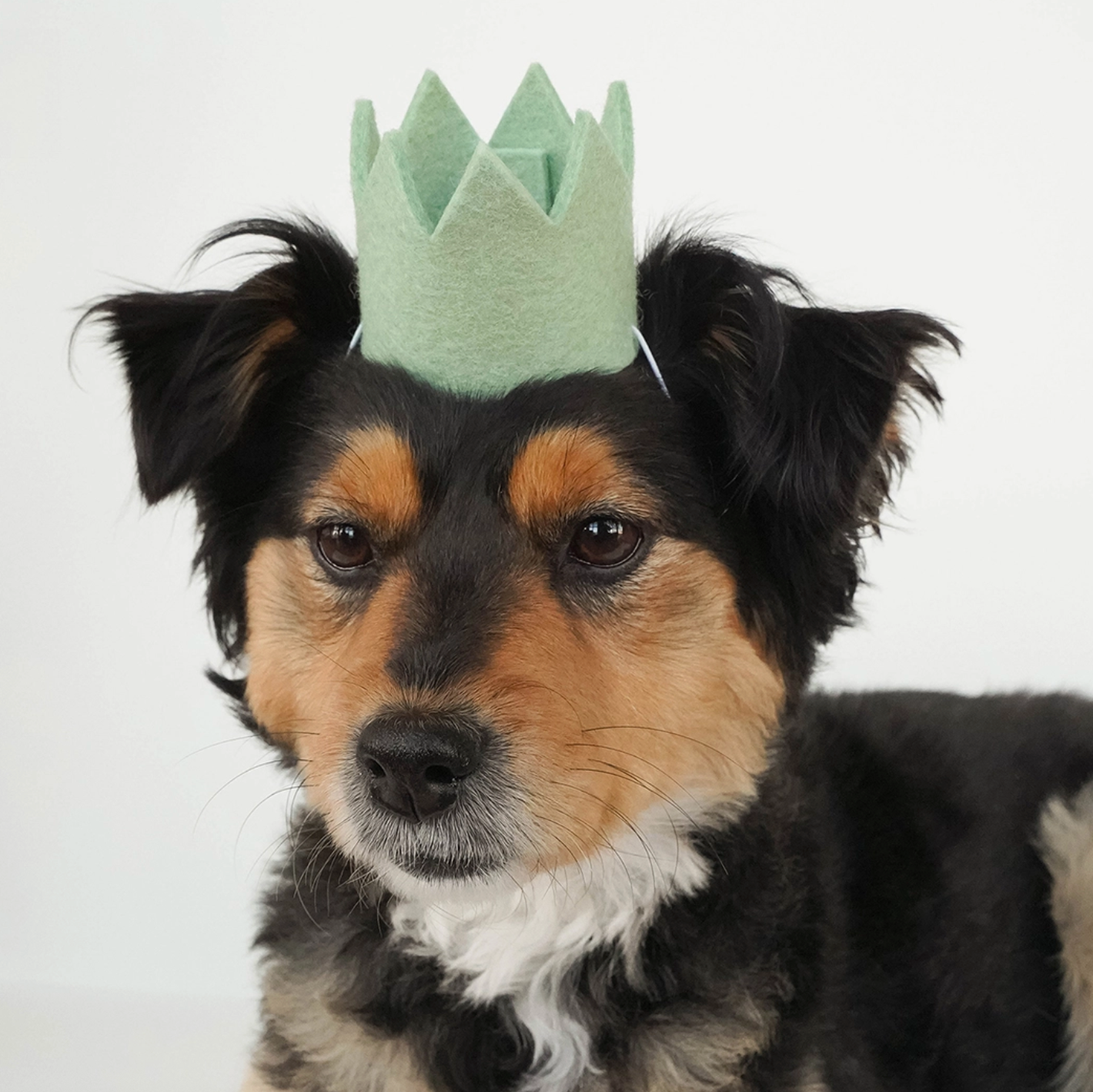 Modernbeast - Party Crowns