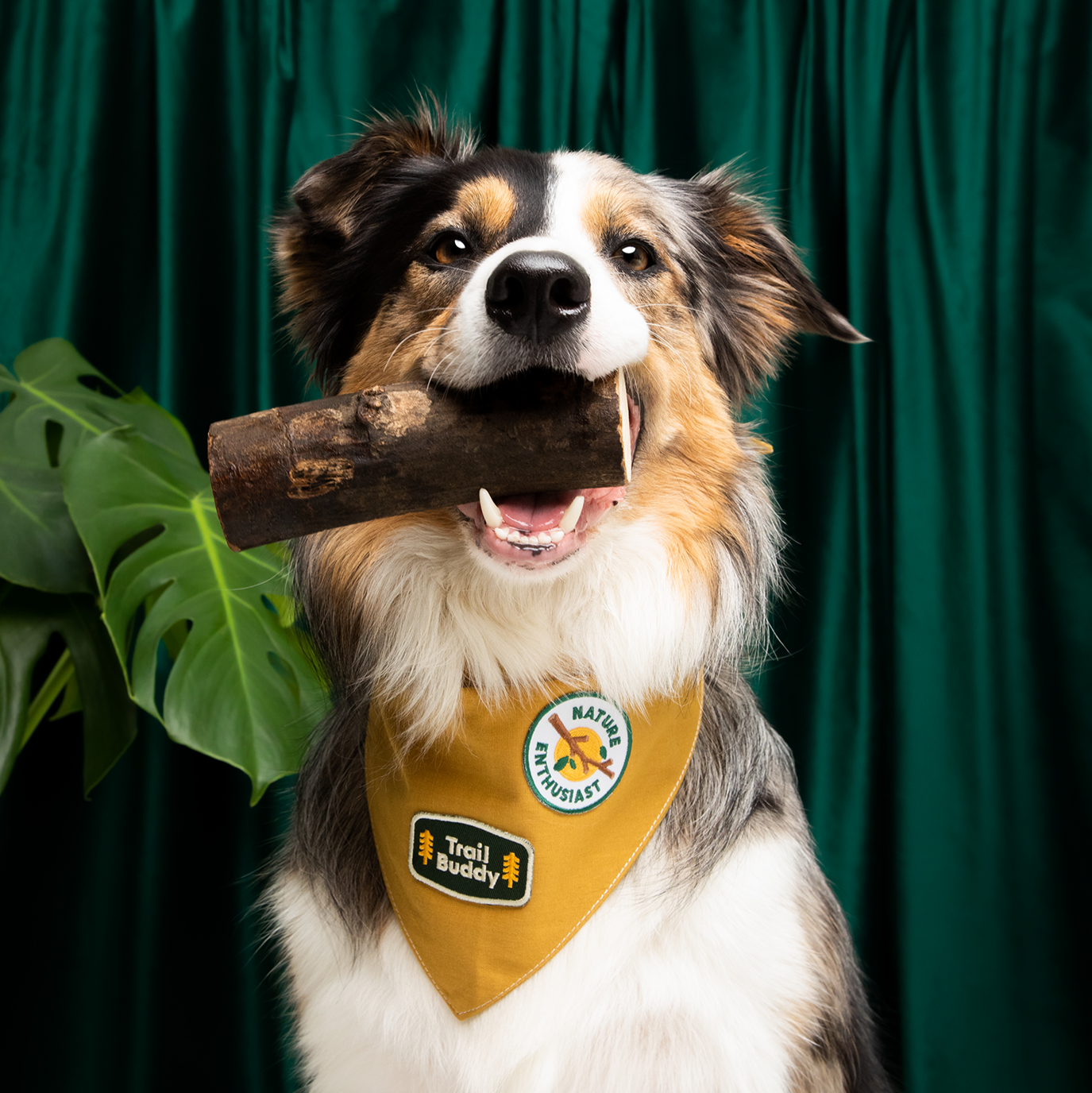 Scout's Honour - Nature Enthusiast iron-on patch for dogs