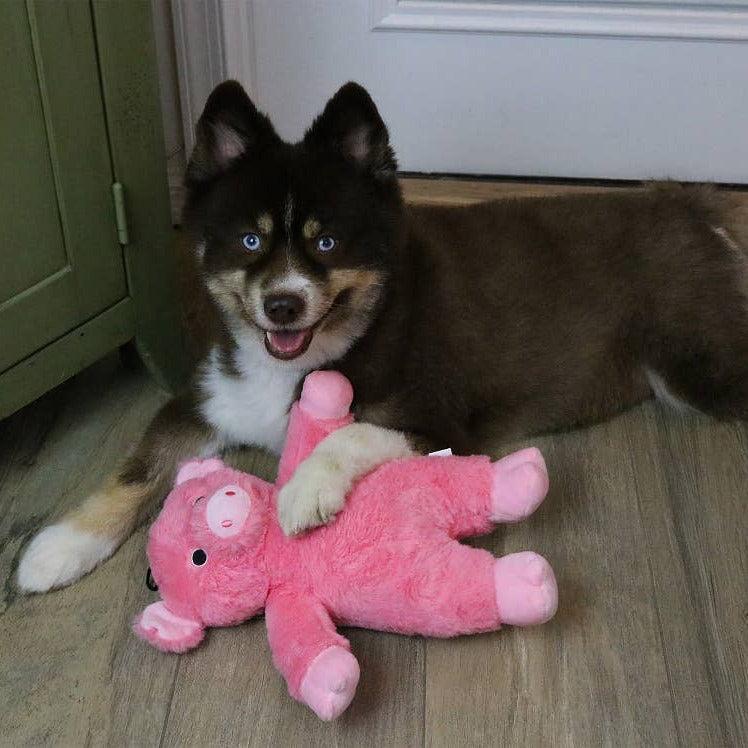 Dog Star - Dalton the Pig Plush Dog Toy