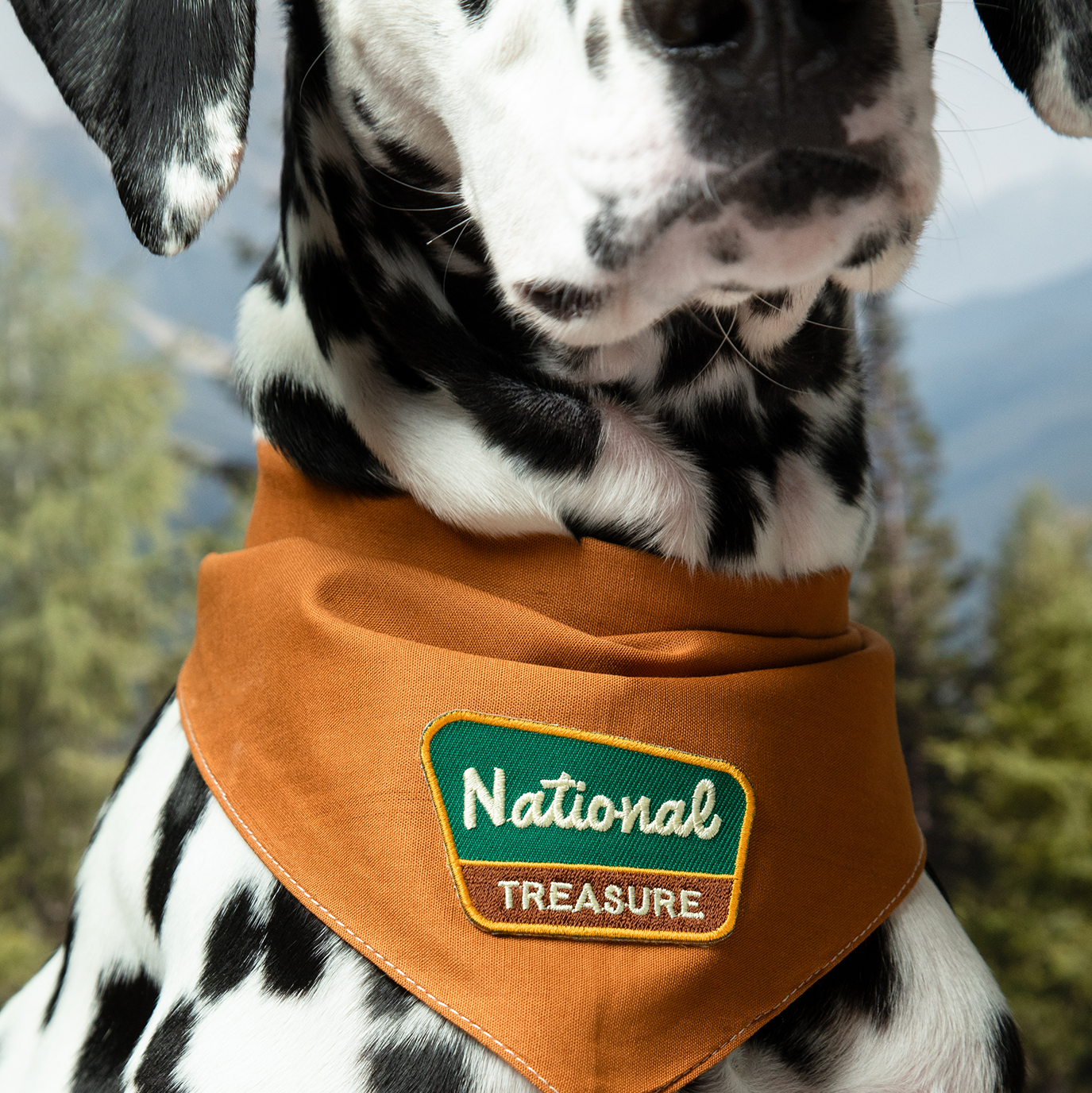 Scout's Honour - National Treasure iron-on patch for dogs