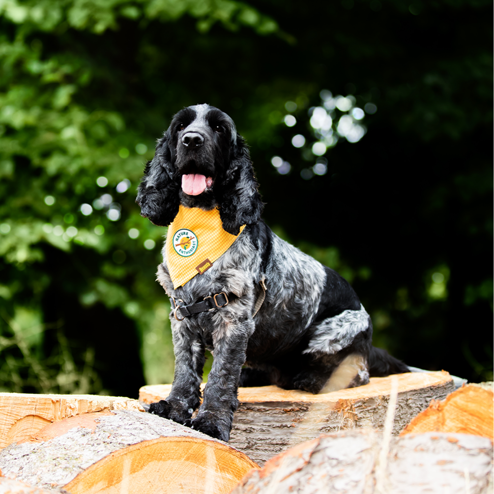 Scout's Honour - Nature Enthusiast iron-on patch for dogs