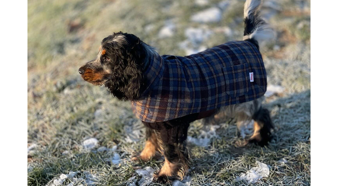 dog wearing winter coat
