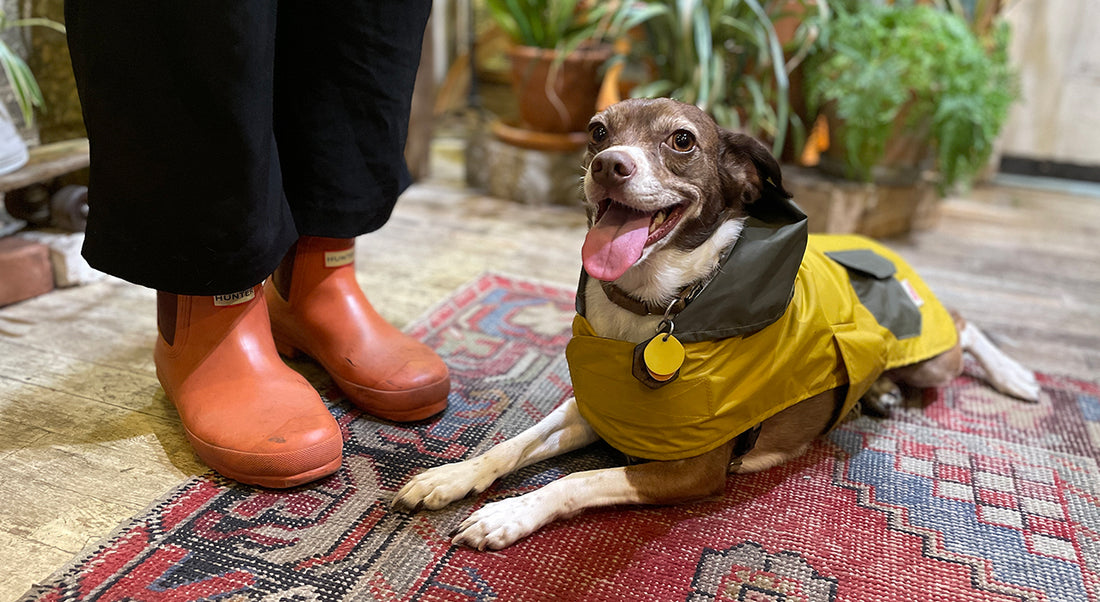 dog rain coat