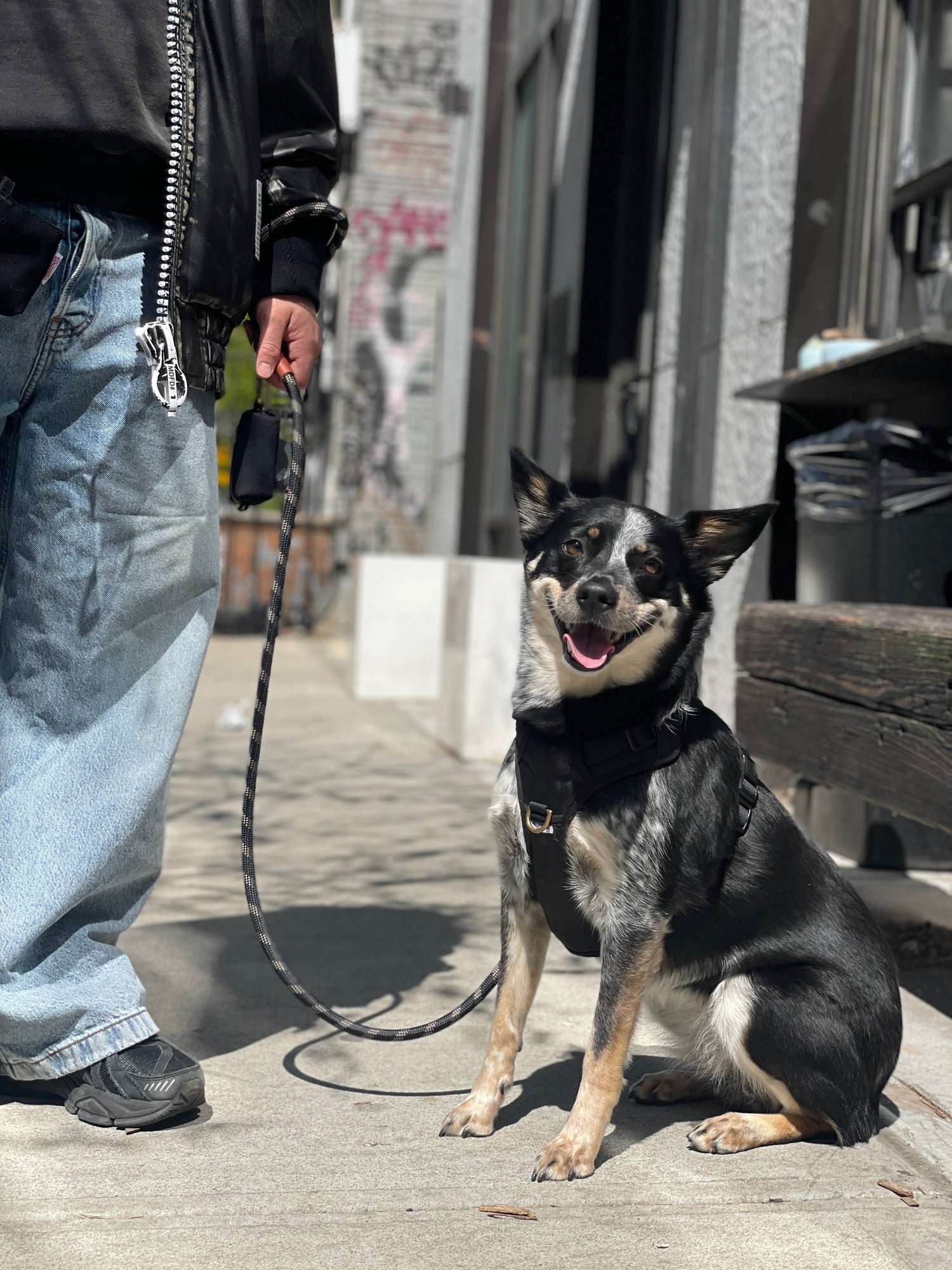 Harness, Leash, Collar