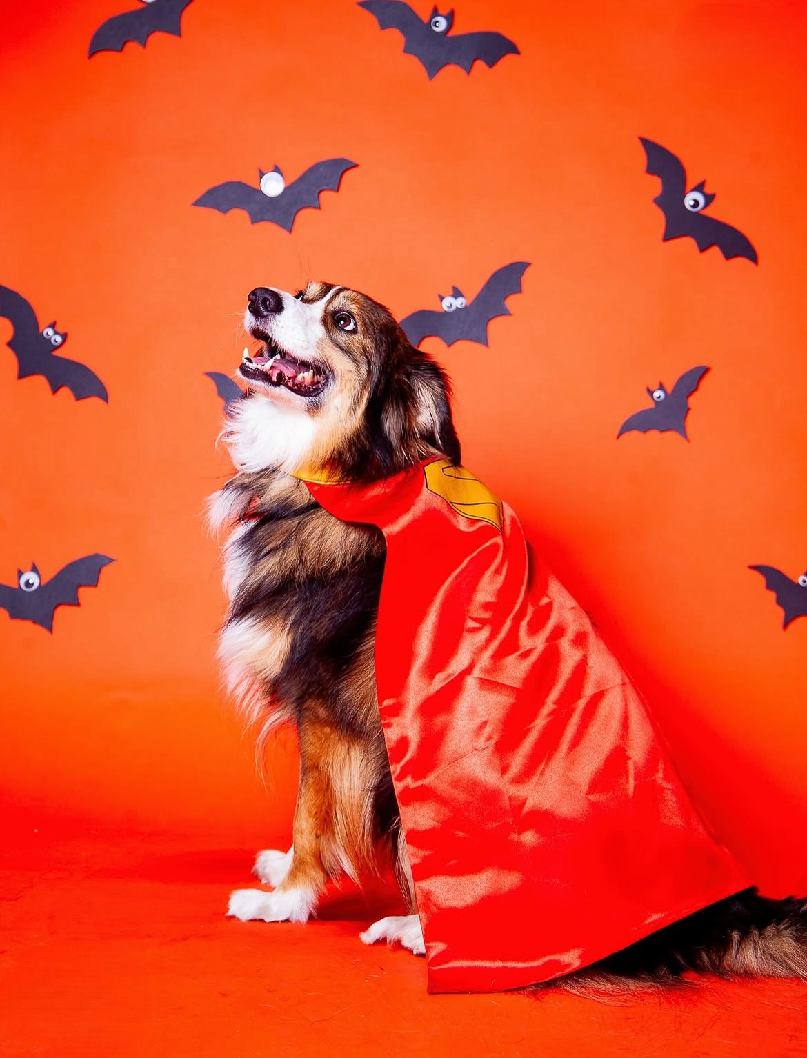 Halloween Pawtrait Pop Up – Dog Photoshoot Session | Brooklyn NYC