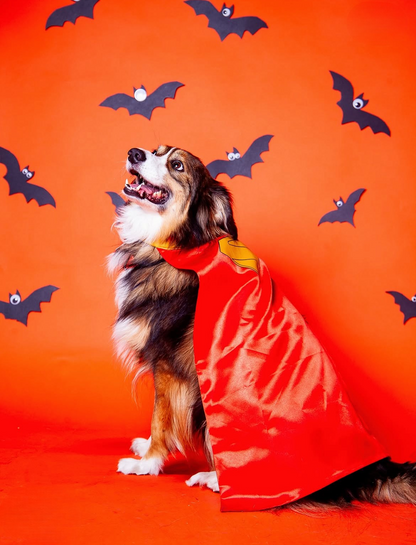 Halloween Pawtrait Pop Up – Dog Photoshoot Session | Brooklyn NYC