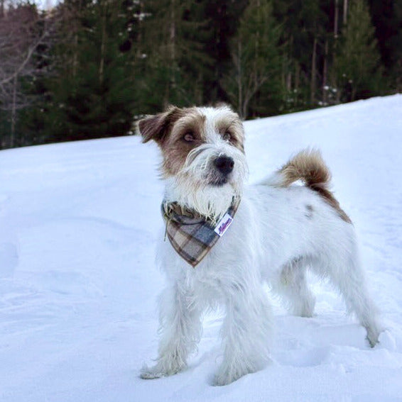 Square Dog Bandana - Wheat Field Plaid