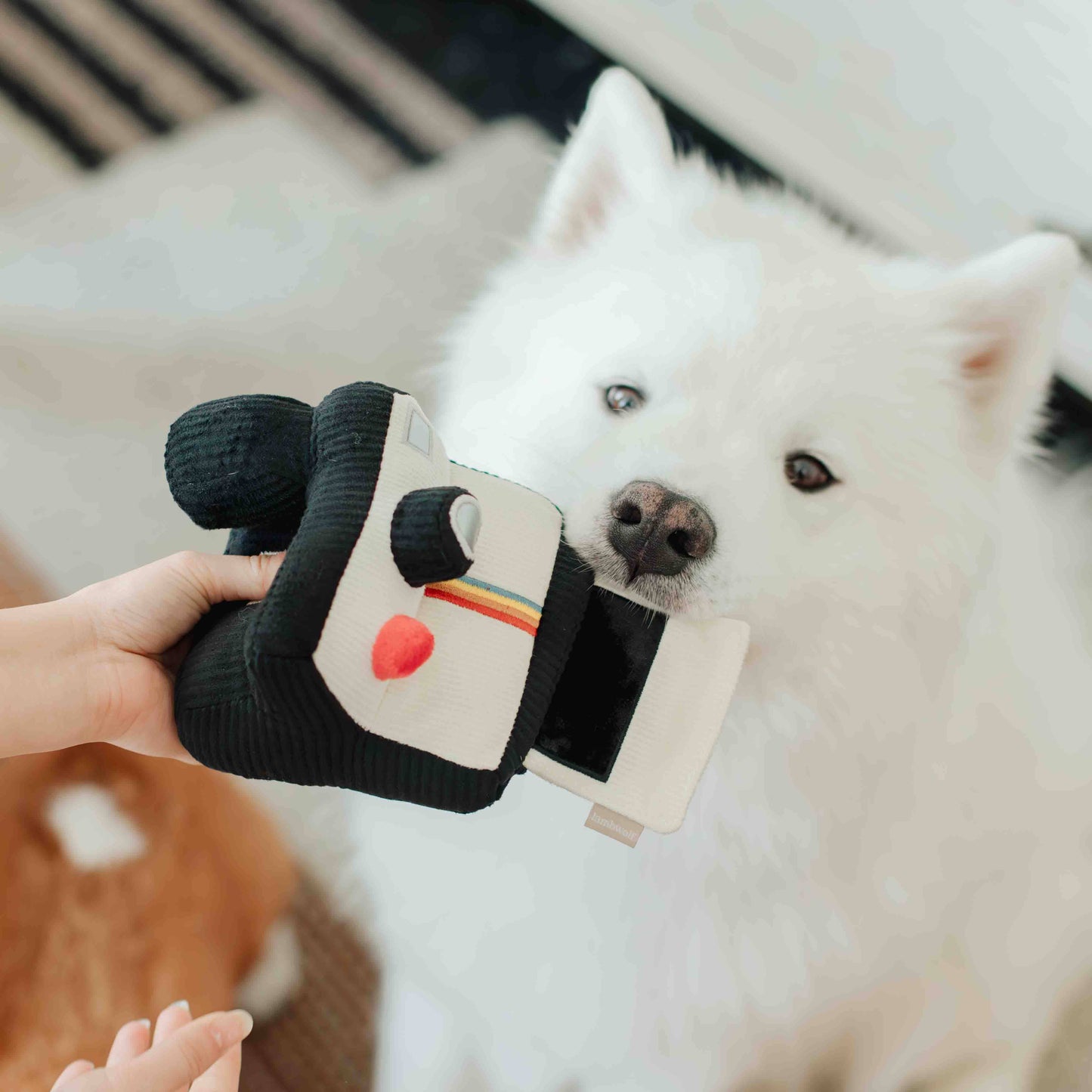 Lambwolf Collective - INSTANT CAMERA // ENRICHMENT DOG TOY