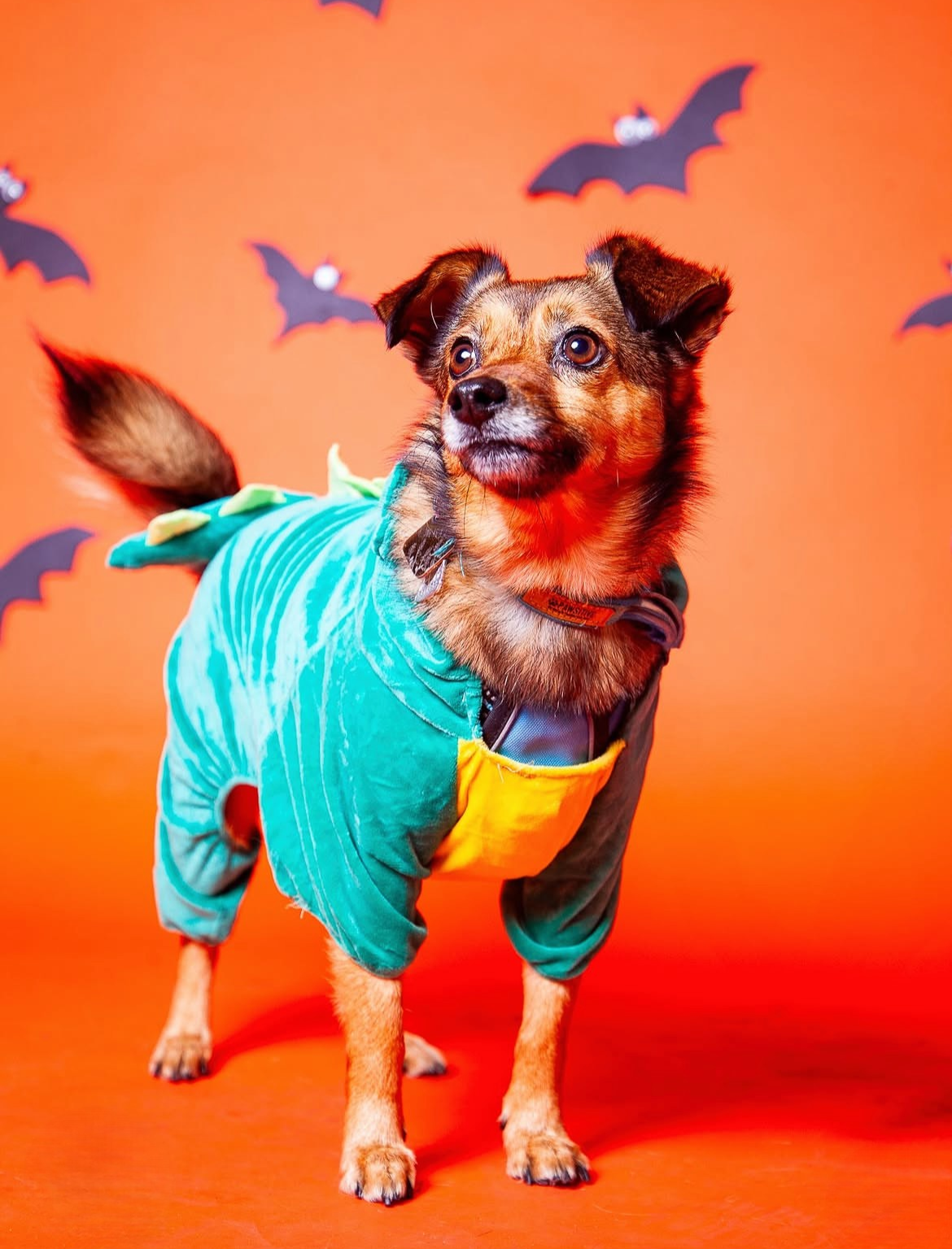 Halloween Pawtrait Pop Up – Dog Photoshoot Session | Brooklyn NYC
