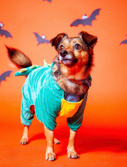 Halloween Pawtrait Pop Up – Dog Photoshoot Session | Brooklyn NYC
