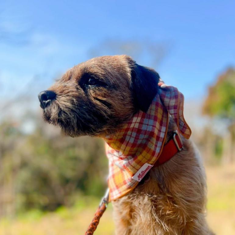 Square Dog Bandana - Pumpkin field Plaid