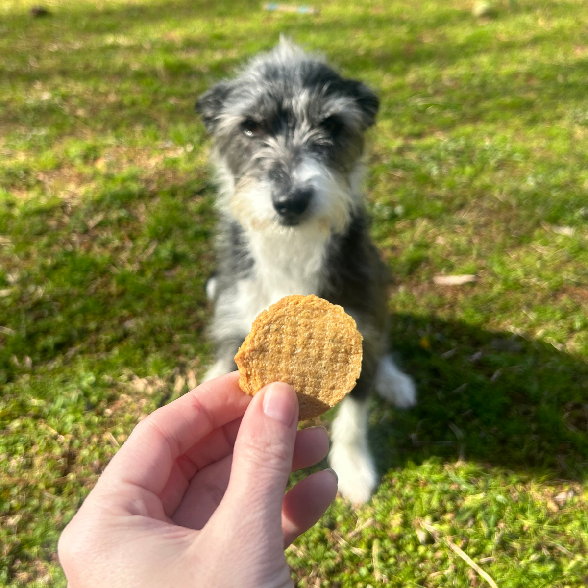 Farm To Pet - Walleye Fish Chips Dog Treats – Made in USA: Standard 4oz
