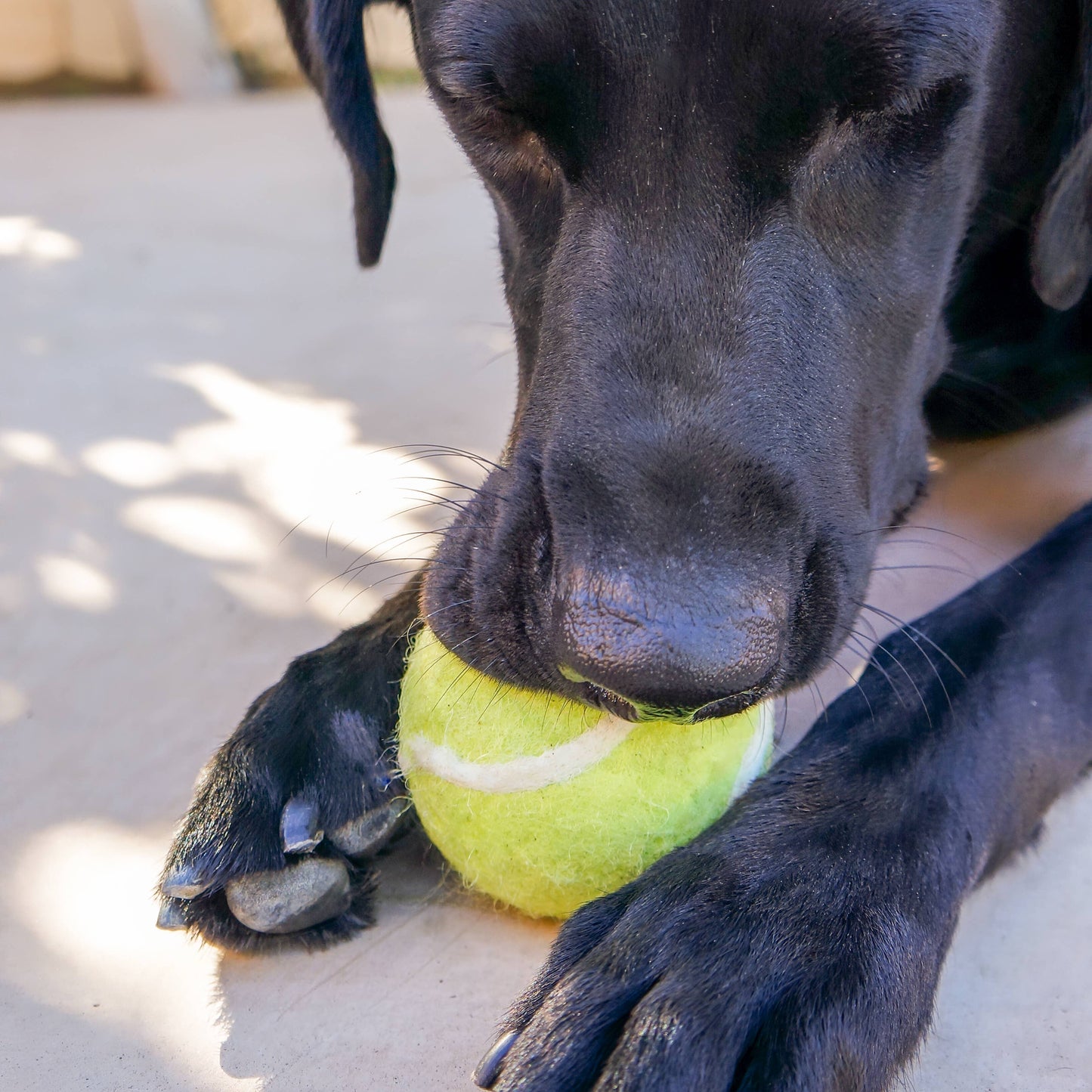 Friendsheep - Wool Felt Tennis Ball Dog Toy