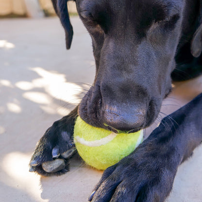 Friendsheep - Wool Felt Tennis Ball Dog Toy