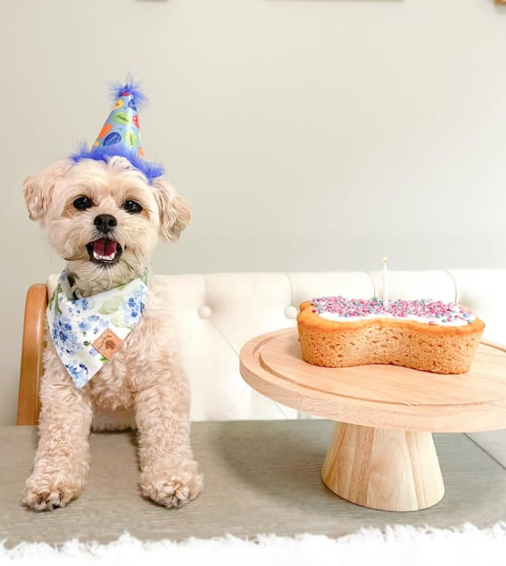 Dog Birthday Cake Kit - Birthday Cake with Pupfetti Sprinkles