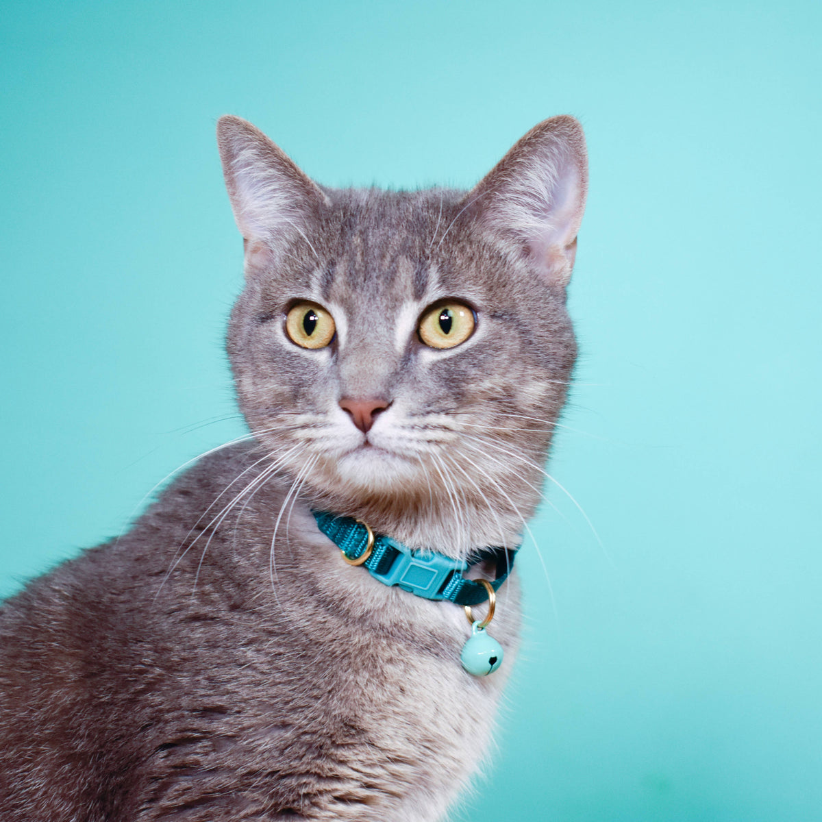 Major Darling - Breakaway Cat Collars: Leopard