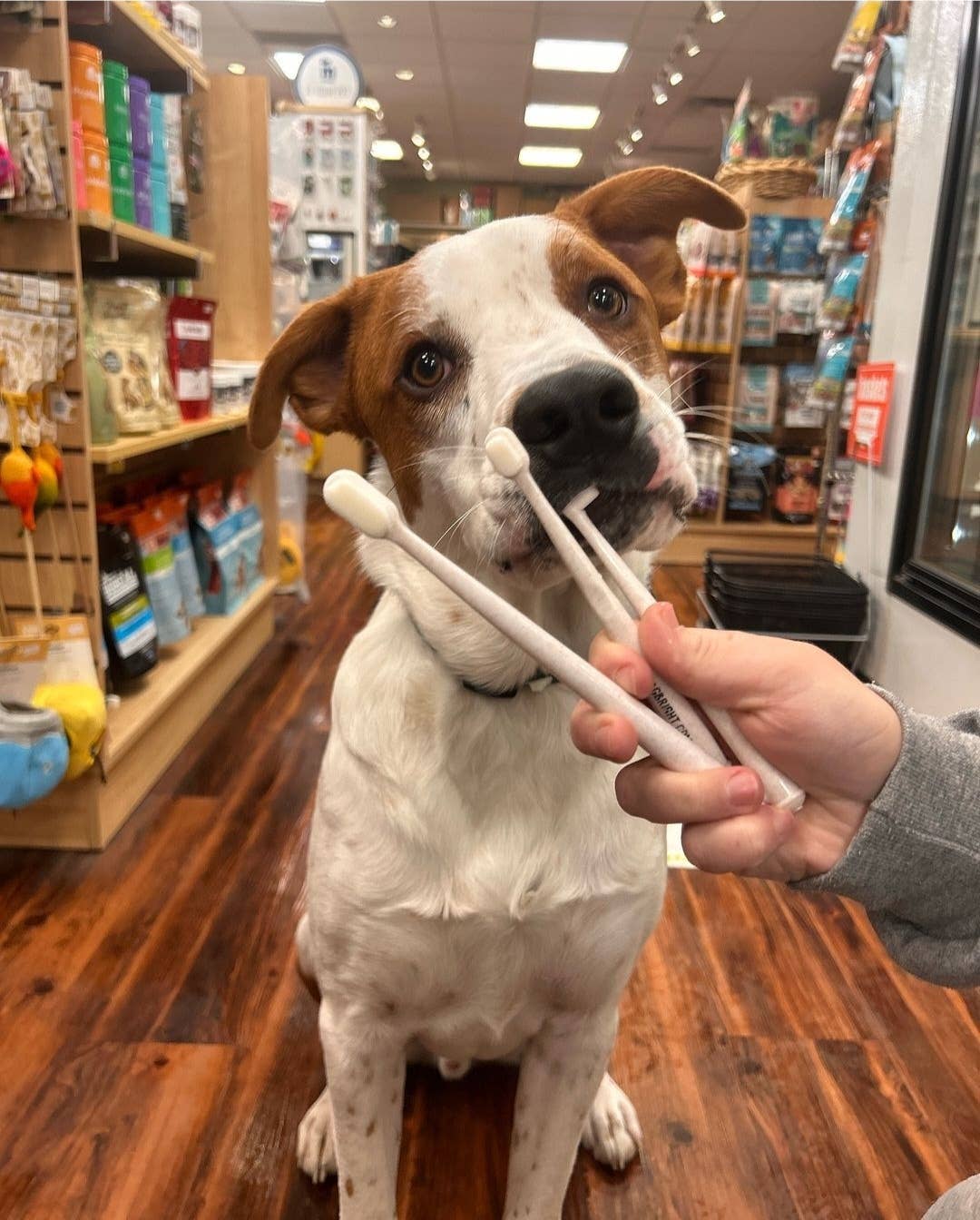 Wag & Bright Supply Co. : Puppy Polisher Eco Toothbrush - (Medium)