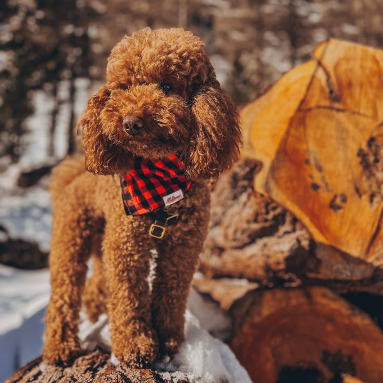 Square Dog Bandana - Red Buffalo Plaid