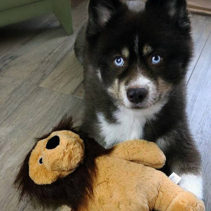 Dog Star - Rory the Lion Plush Dog Toy