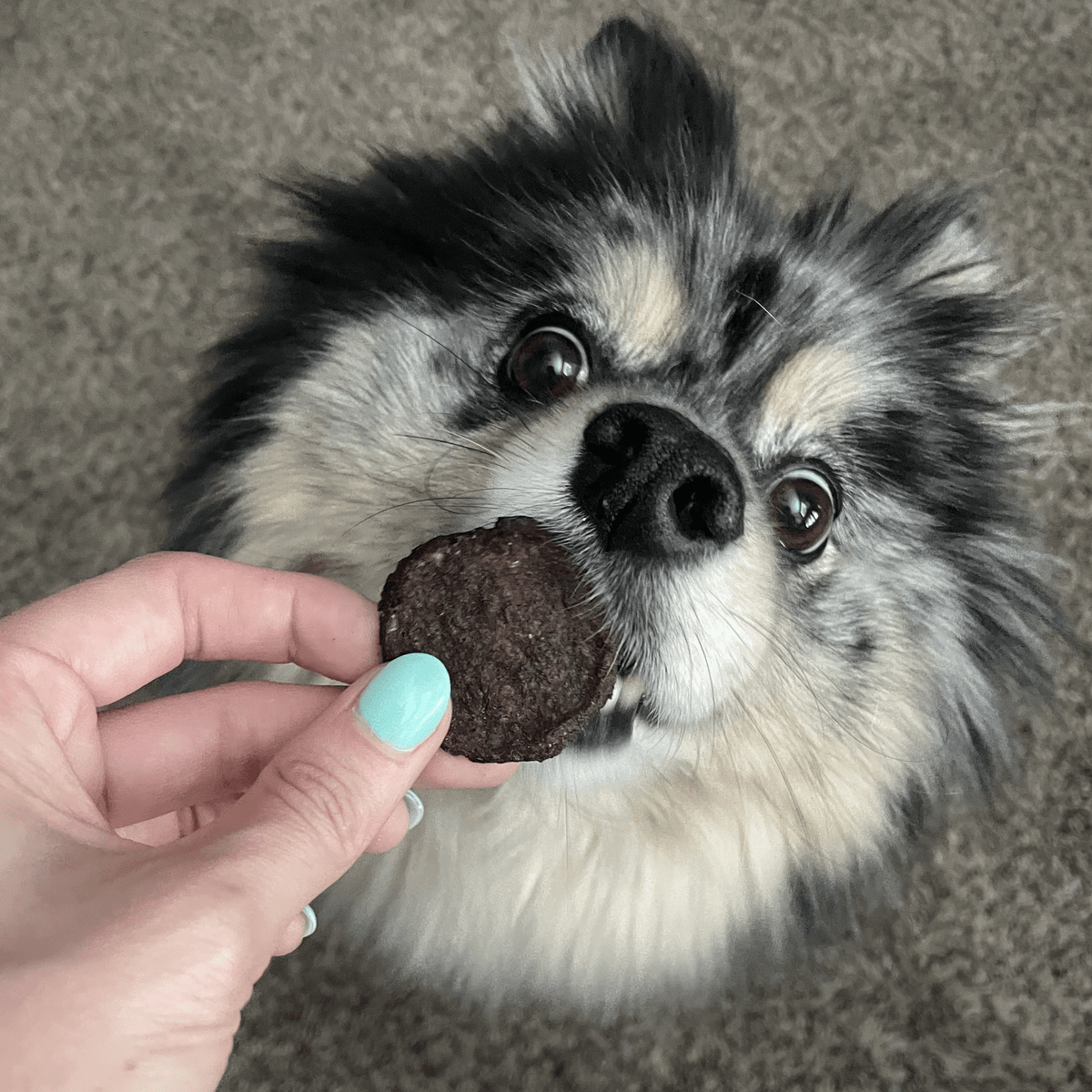 Farm To Pet - Beef Chips Dog Treats – Made in USA: Standard 4oz