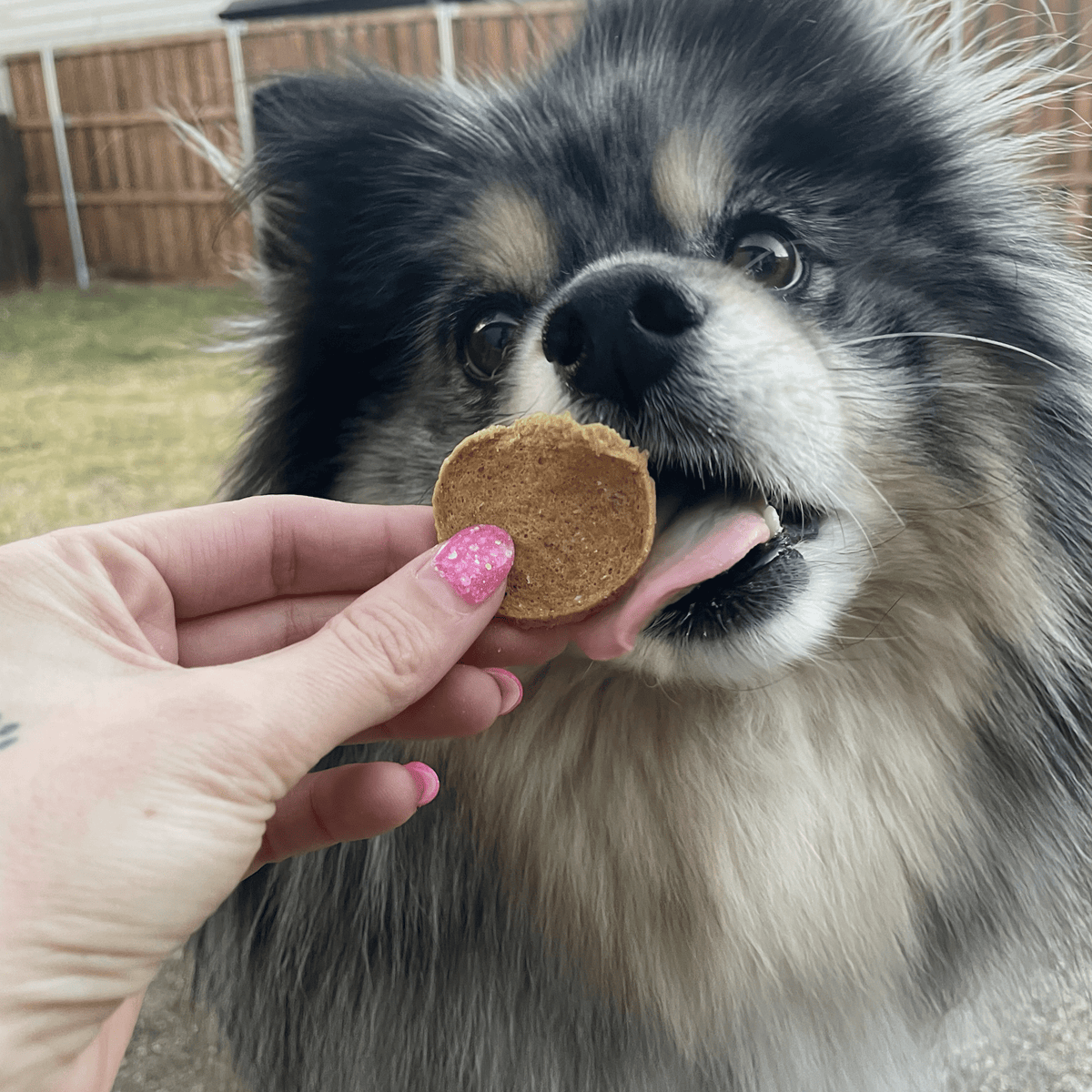 Farm To Pet - Walleye Fish Chips Dog Treats – Made in USA: Standard 4oz