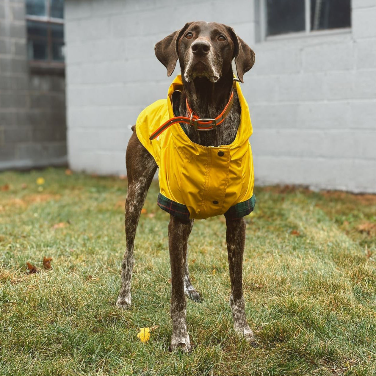 Dog Rain Jacket - Sunshine Yellow