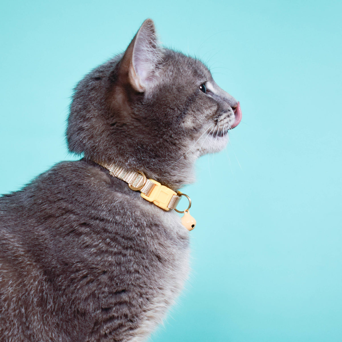 Major Darling - Breakaway Cat Collars: Leopard