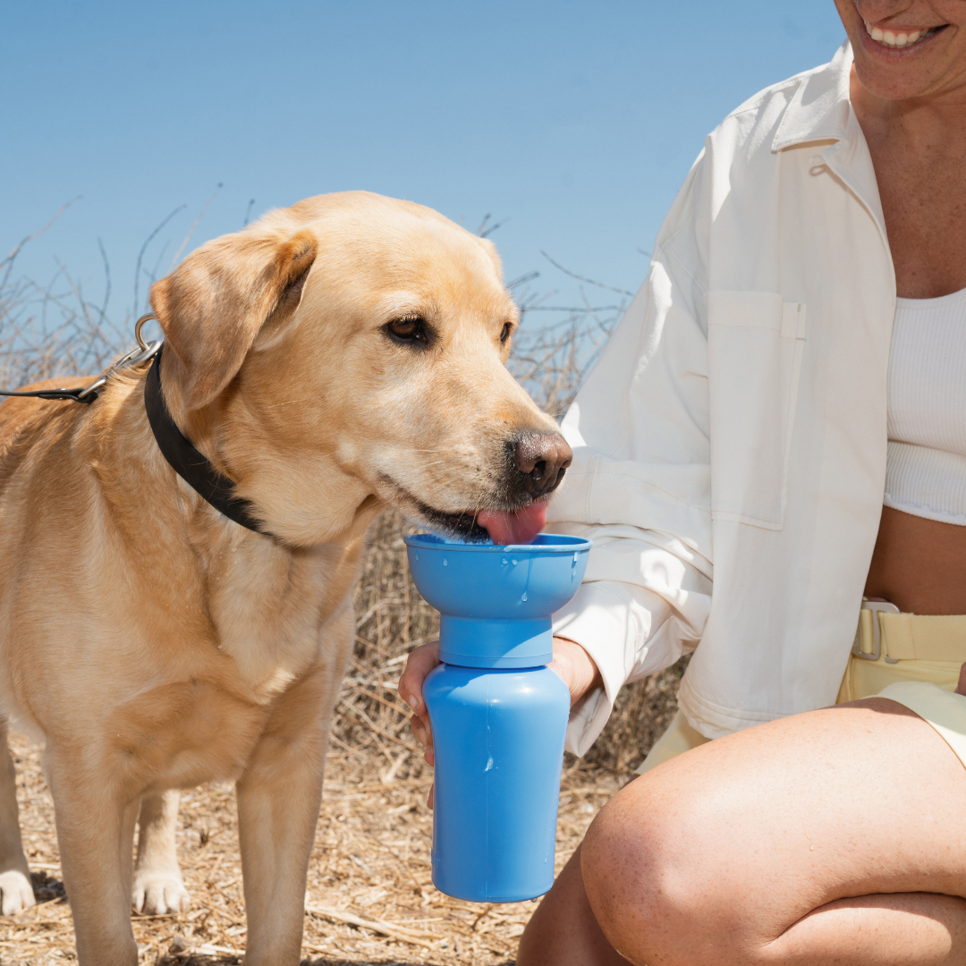 Dog Travel Water Bottle - 20oz Flip : Black
